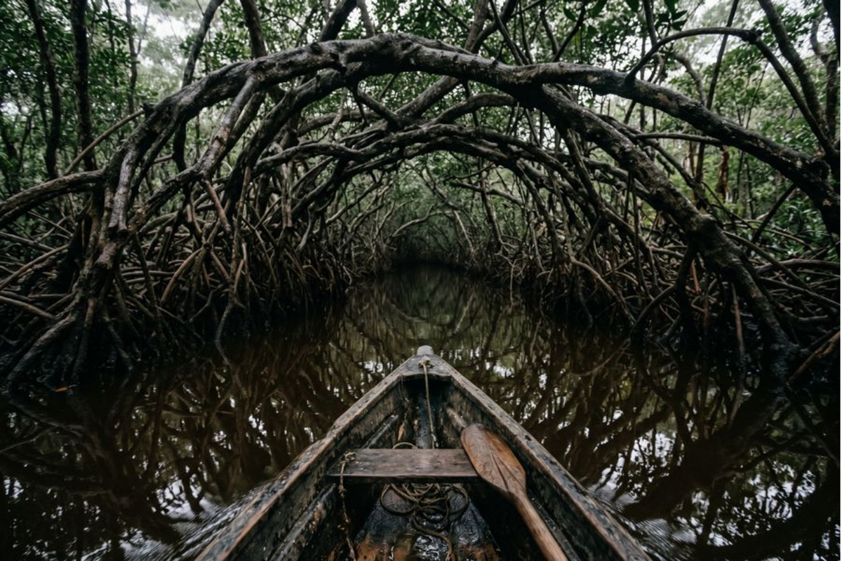 POV from a boat entering a dense mangrove tunnel.