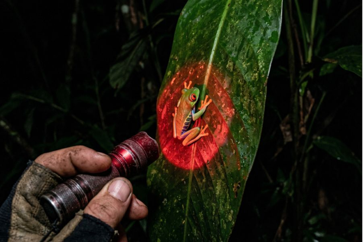 Red-light flashlight illuminating a tree frog at night.