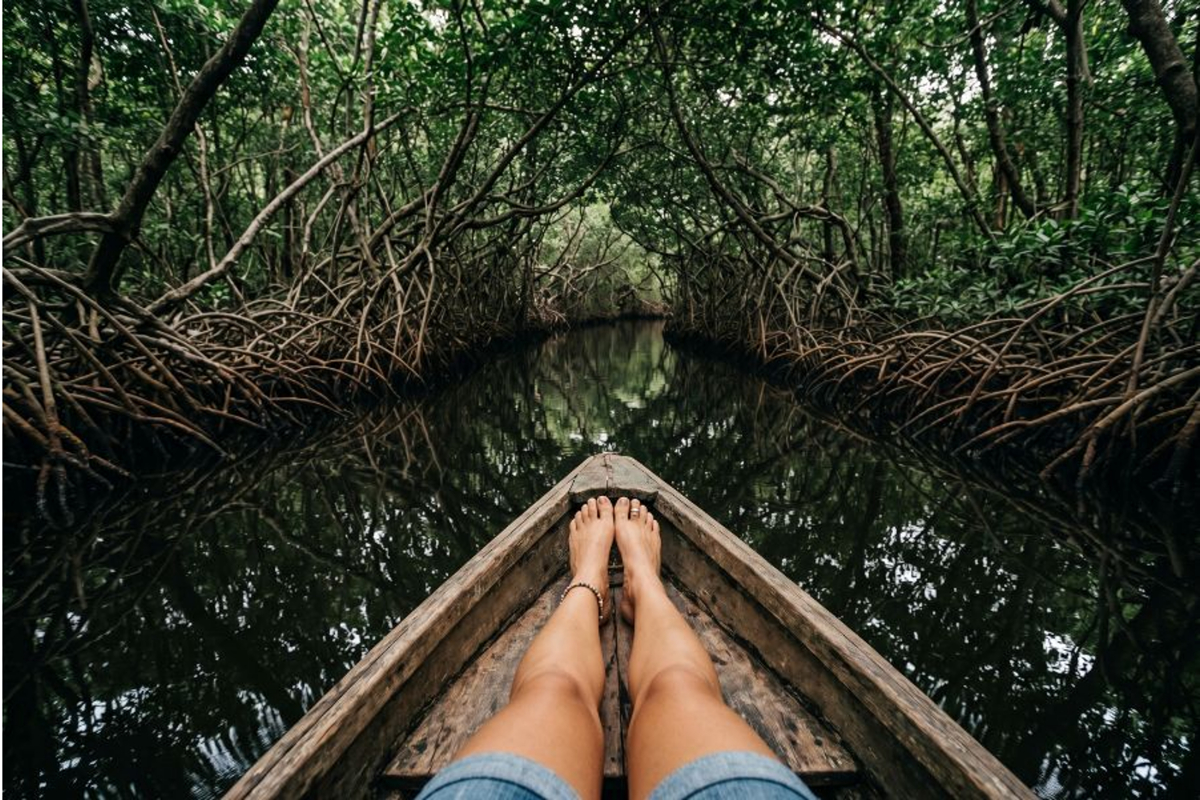 POV from a small boat navigating dark mangrove tunnels.