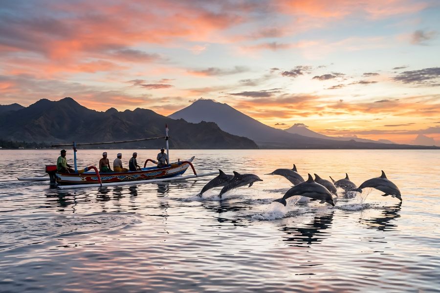 Wild spinner dolphins leaping from the water beside a traditional jukung boat at sunrise on Lovina Bay, North Bali.