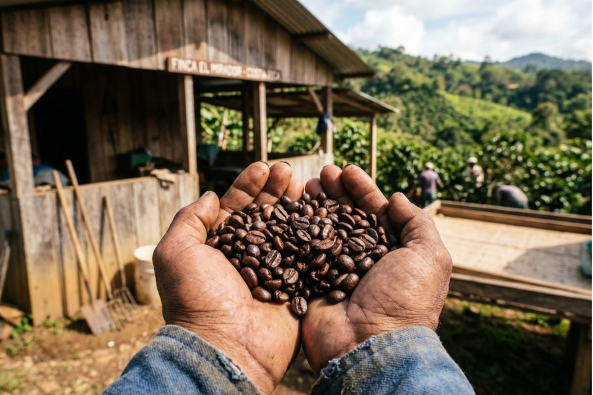 Hands holding roasted coffee beans at a Costa Rican farm. Best things to do in Costa Rica