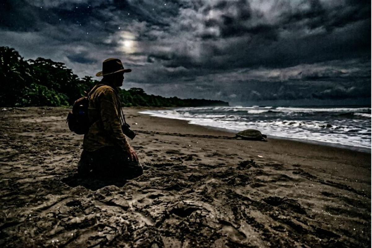 Silhouette of a traveler watching a sea turtle on a dark beach.