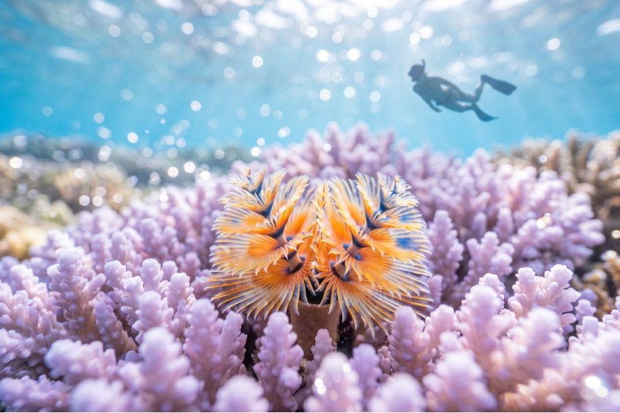 A close-up of a vibrant Christmas Tree worm and lavender coral at Japanese Gardens in Koh Tao, one of the top 15 tours in Thailand.